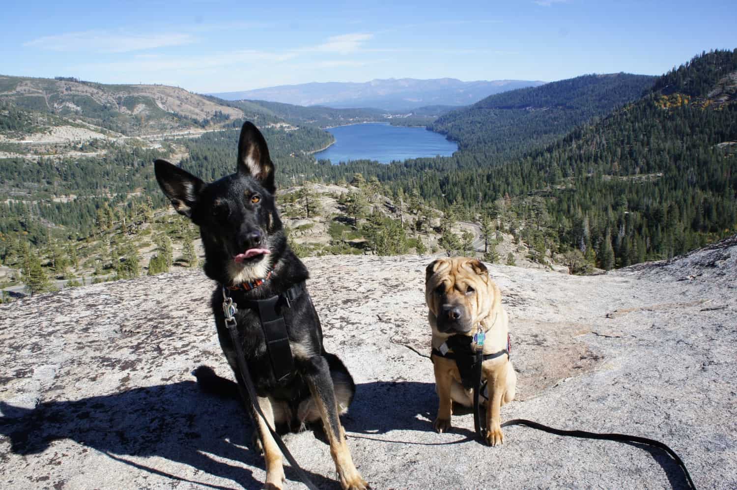 Pet Friendly South Lake Tahoe Your