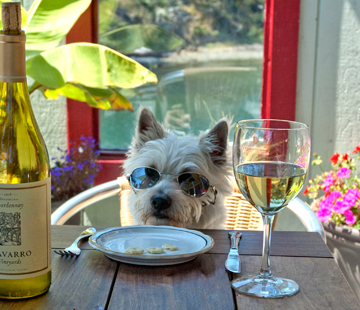 Dog Friendly Adventures in Mendocino