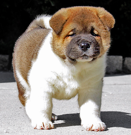 Akita Pup