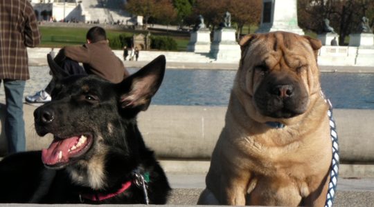 Buster and Ty in Washington, DC