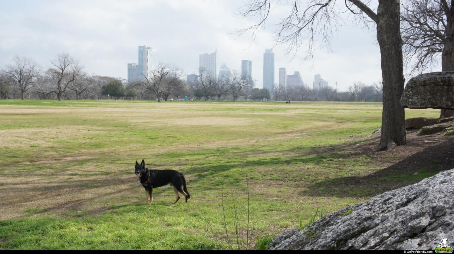 Buster at Zilker Park