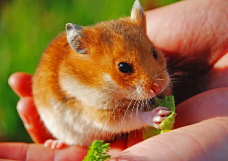 Hamster sitting in a person's hand eating lettuce