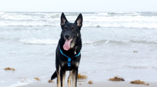 Buster on Beach - Mustang Island, TX