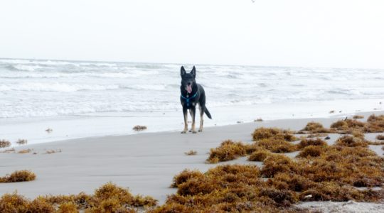 Buster On Beach - Mustang Island, TX