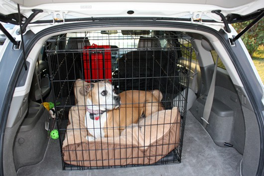 Dog in Car in Crate