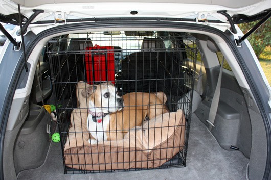 Dog in the car in the crate