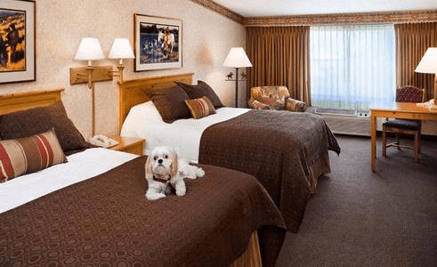 Dog in Hotel