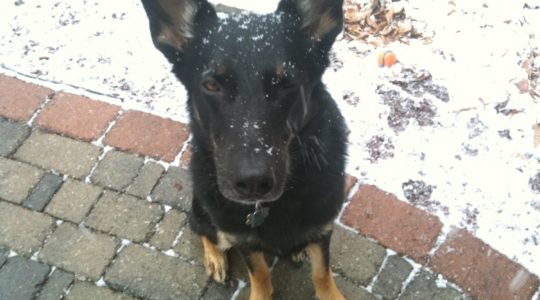 Buster in the Snow