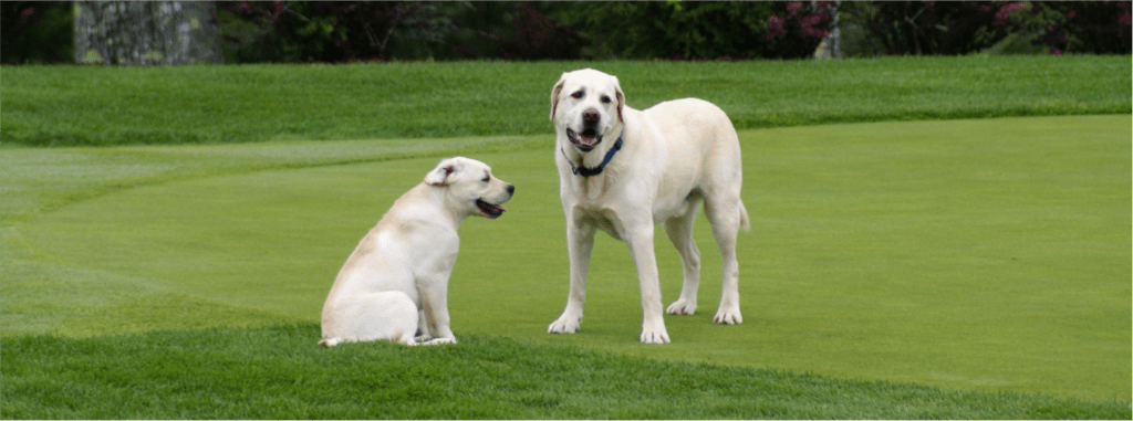 Golf Dogs