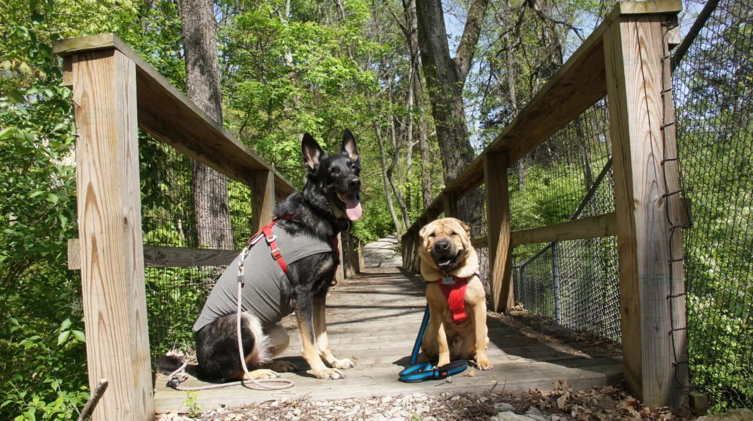 Buster and Ty and Bernheim Forest - Louisville, KY