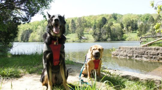 Buster and Ty and Bernheim Forest - Louisville, KY