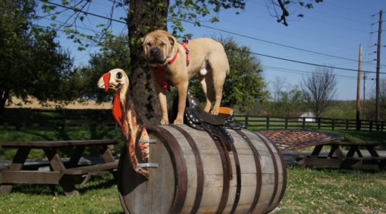 Wild Turkey Distillery