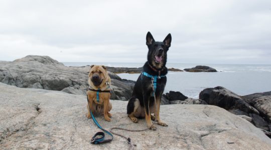 Dog Friendly Cliff Walk - Newport, RI