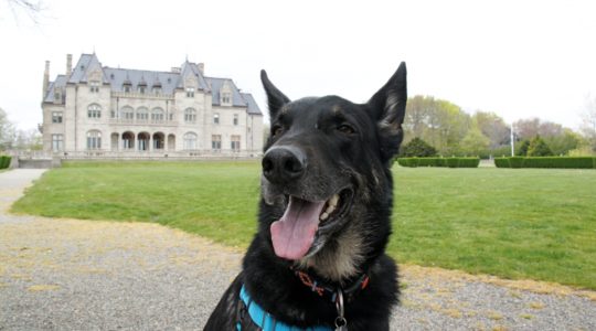 Dog Friendly Cliff Walk - Newport, RI