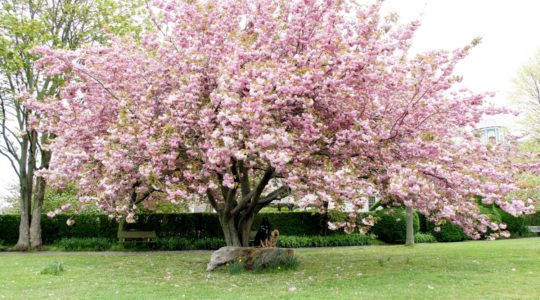 Cherry Tree - Newport, RI