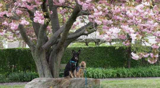 Cherry Tree - Newport, RI