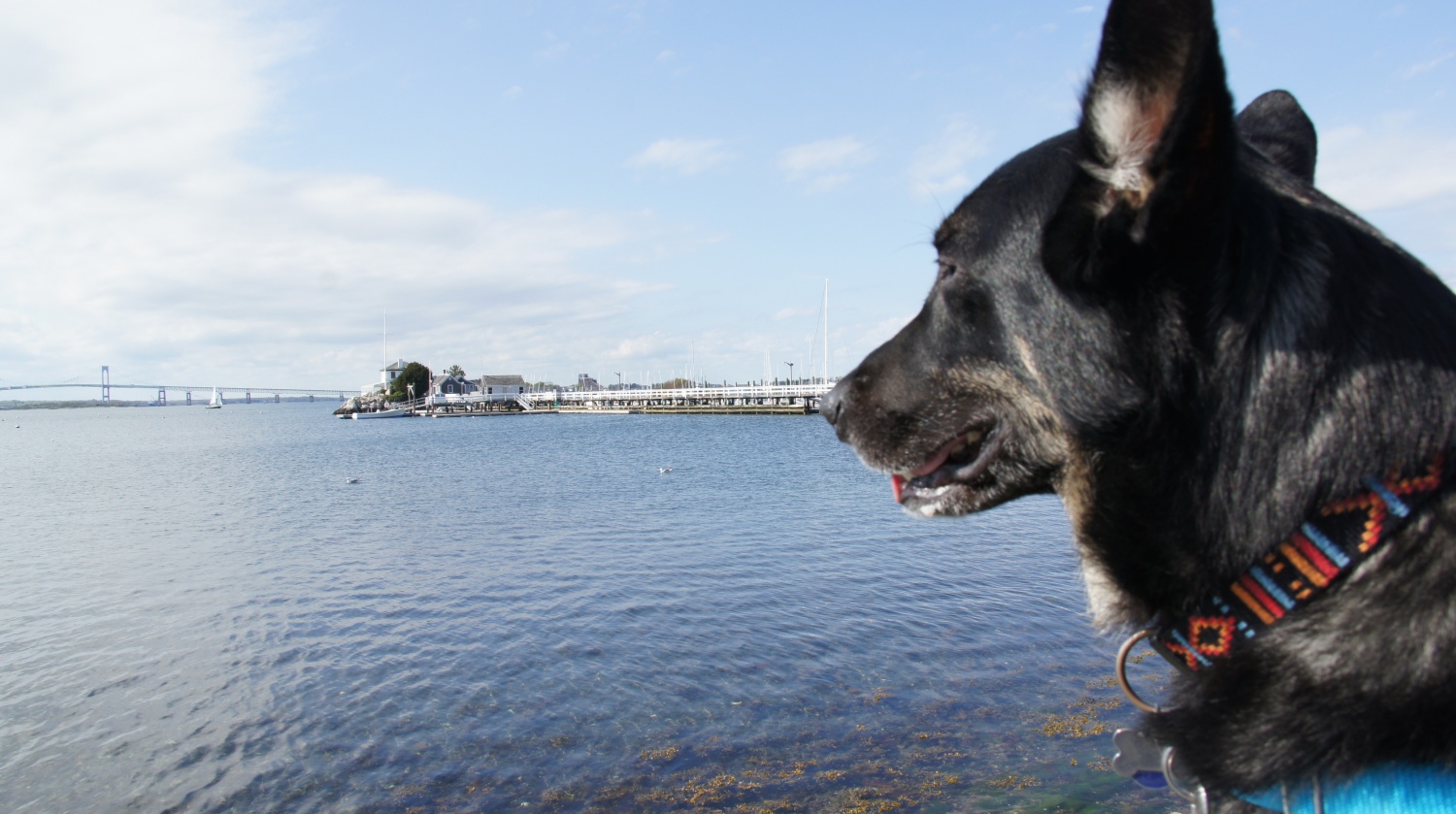 Buster Enjoying the View - Newport, RI