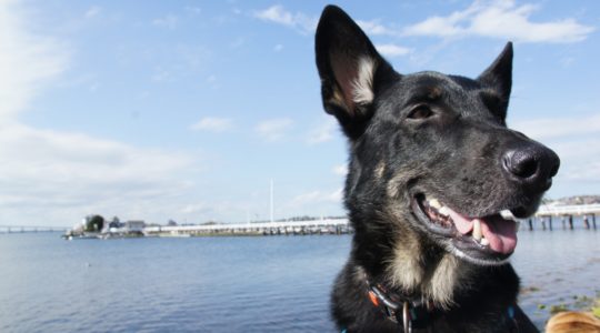 Buster in Newport, RI