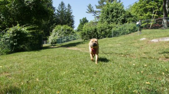 Strawberry Farms Dog Park - Preston, CT