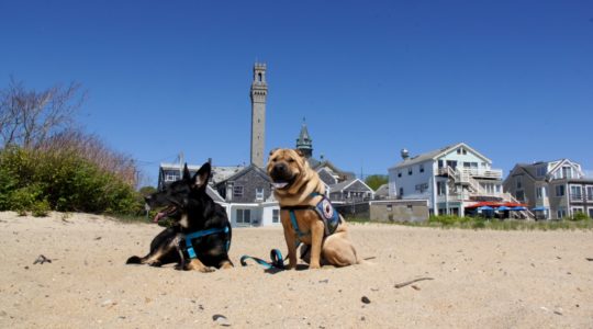 Buster and Ty on the Beach - Provincetown, MA