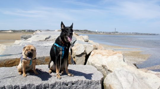 Ty and Buster - Provincetown, MA