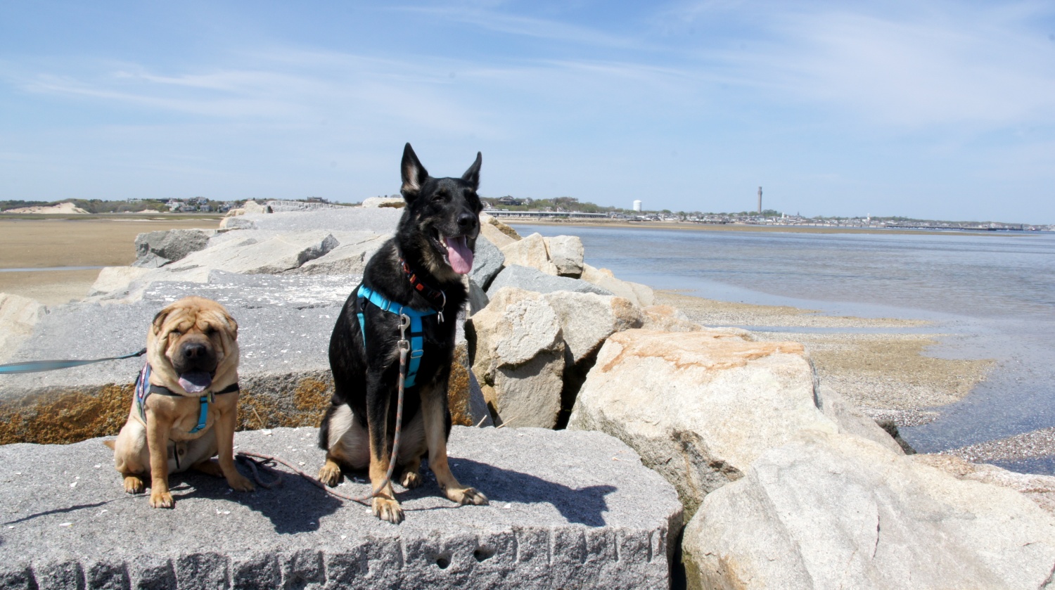Ty and Buster - Provincetown, MA