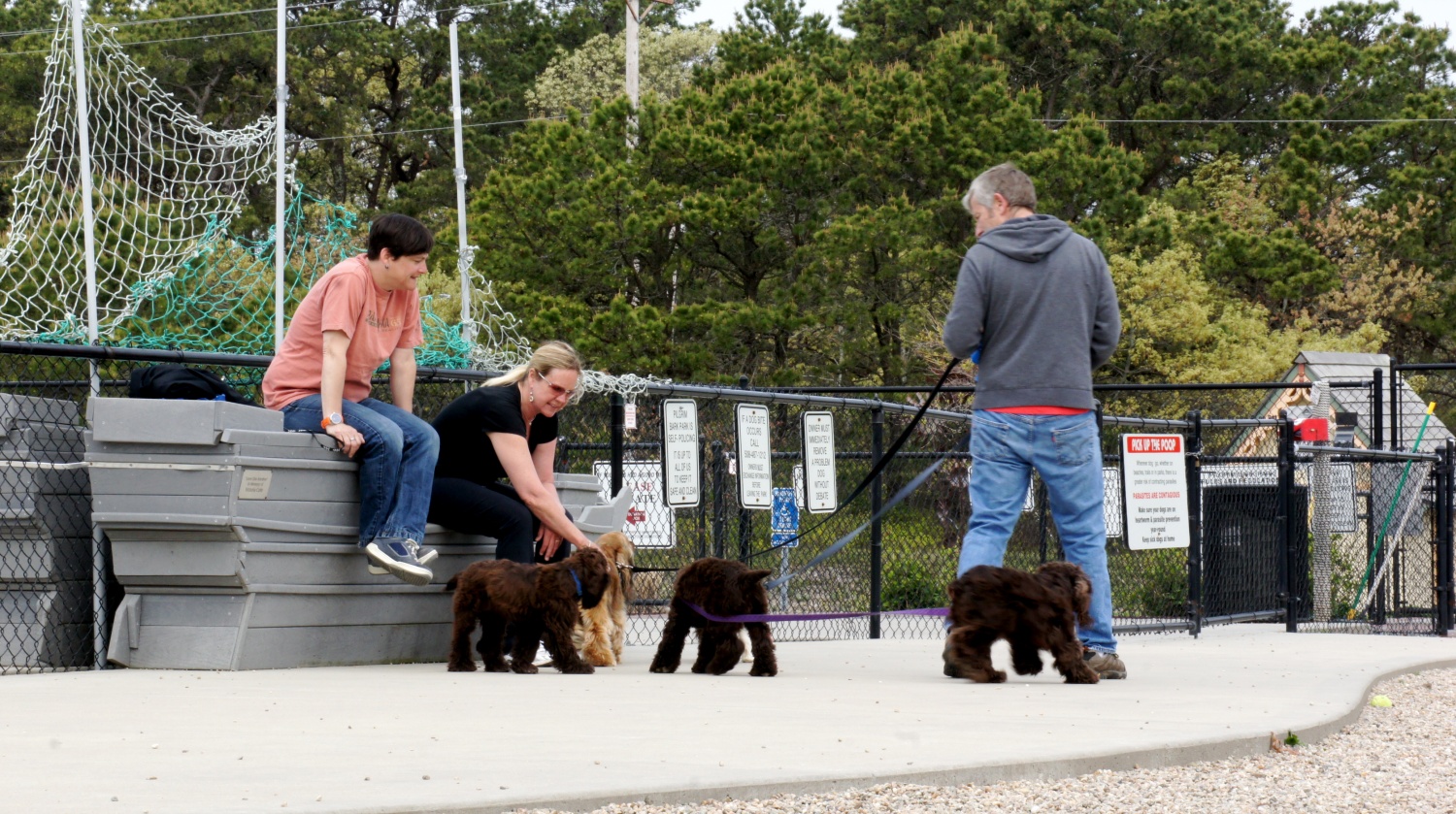 Dog Park - Provincetown, MA