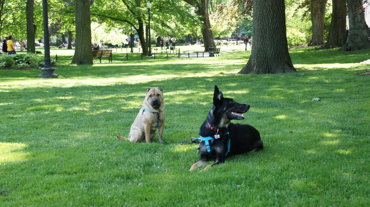 Ty and Buster at Boston Common - Boston, MA