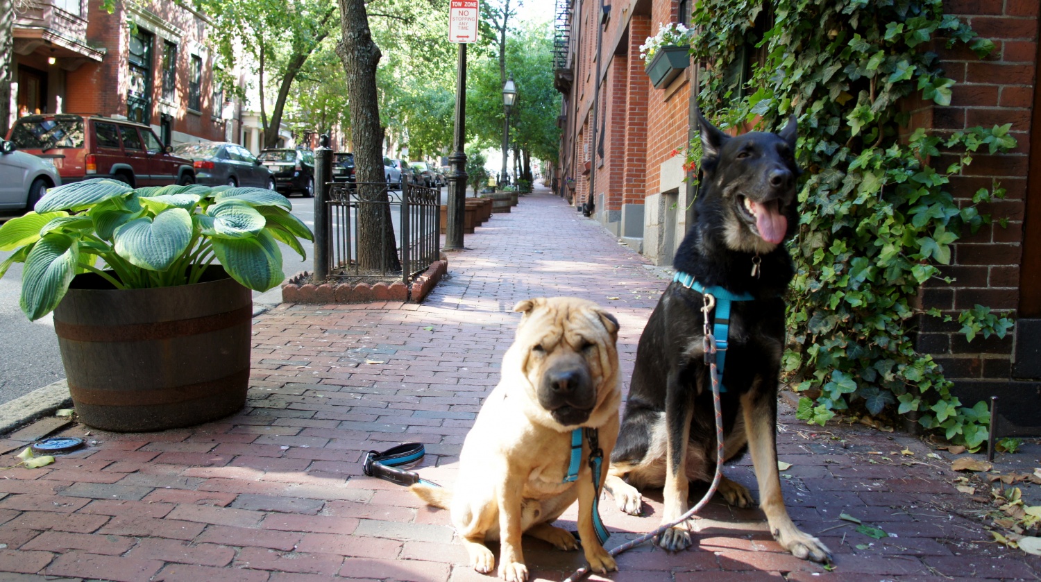 Ty and Buster on Beacon Hill - Boston, MA