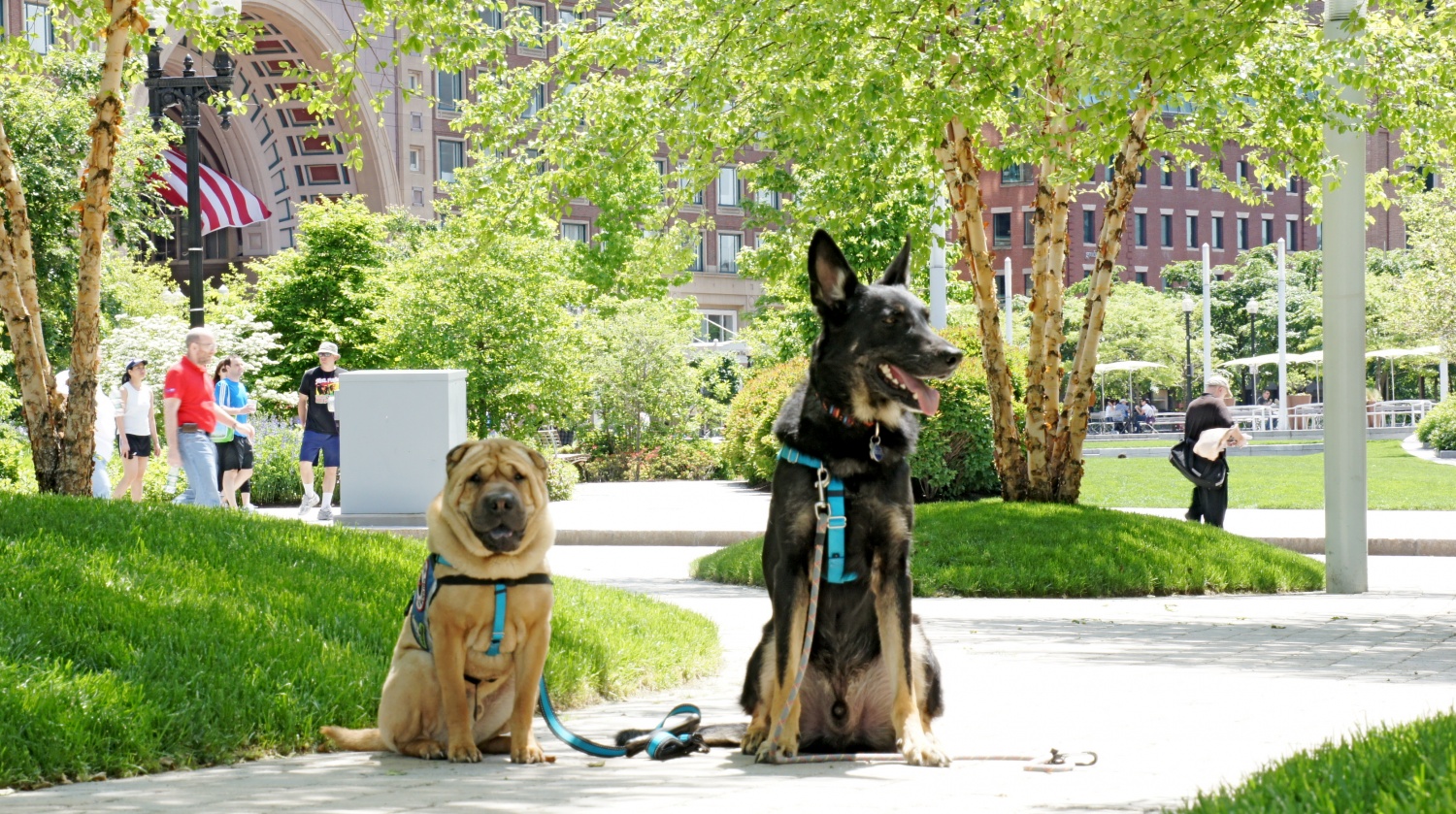 Ty and Buster - Boston, MA