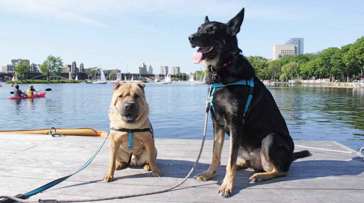 Ty and Buster on the Charles River Esplanade - Boston, MA