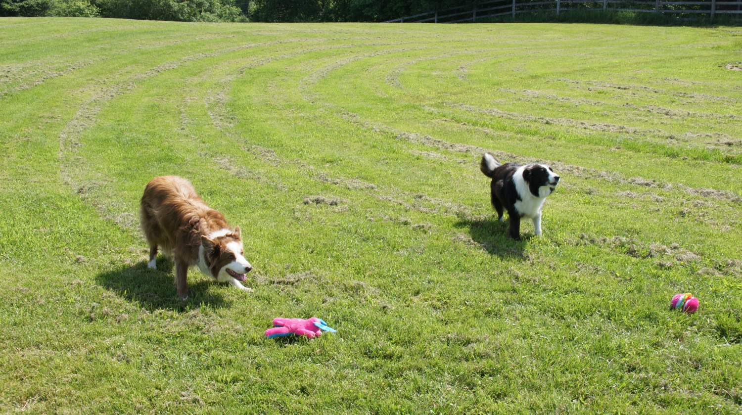 Visiting Thornberry Dog Park