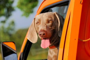 A dog looking out the window of an orange truck in a state with pet car restraint laws