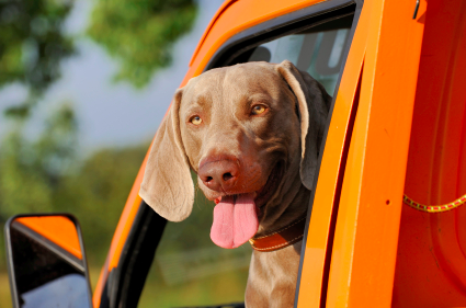 A dog looking out the window of an orange truck in a state with pet car restraint laws