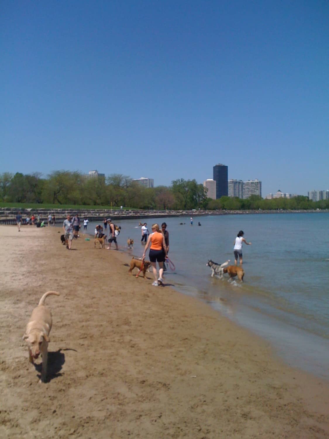 Dogs on Lakefront - Chicago, IL