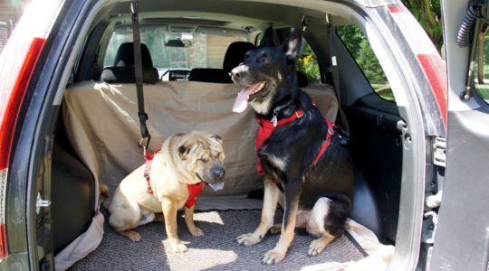 Ty and Buster in Rental Car