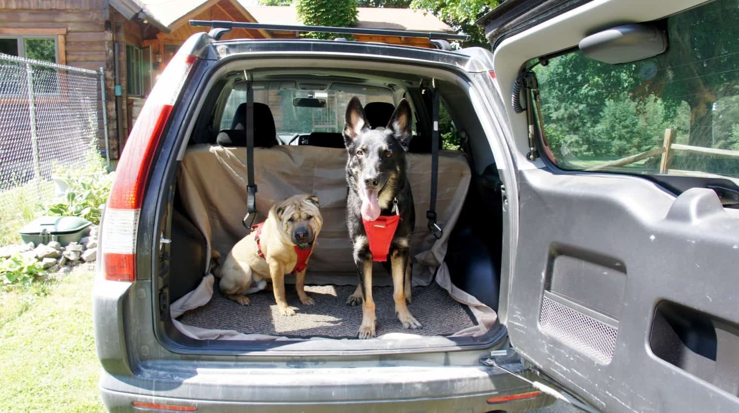 Ty and Buster in Rental Car