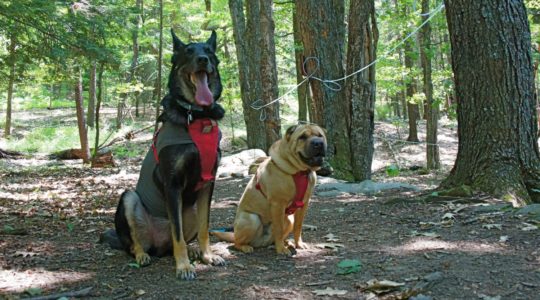 Buster and Ty at Sugarbush Farm - Woodstock, VT