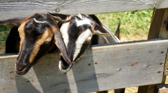 Sugarbush Farm - Woodstock, VT