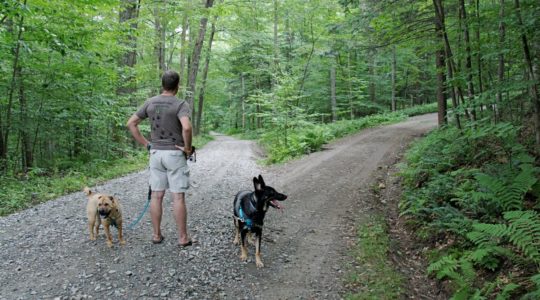 Marsh-Billings-Rockefeller Park - Woodstock, VT