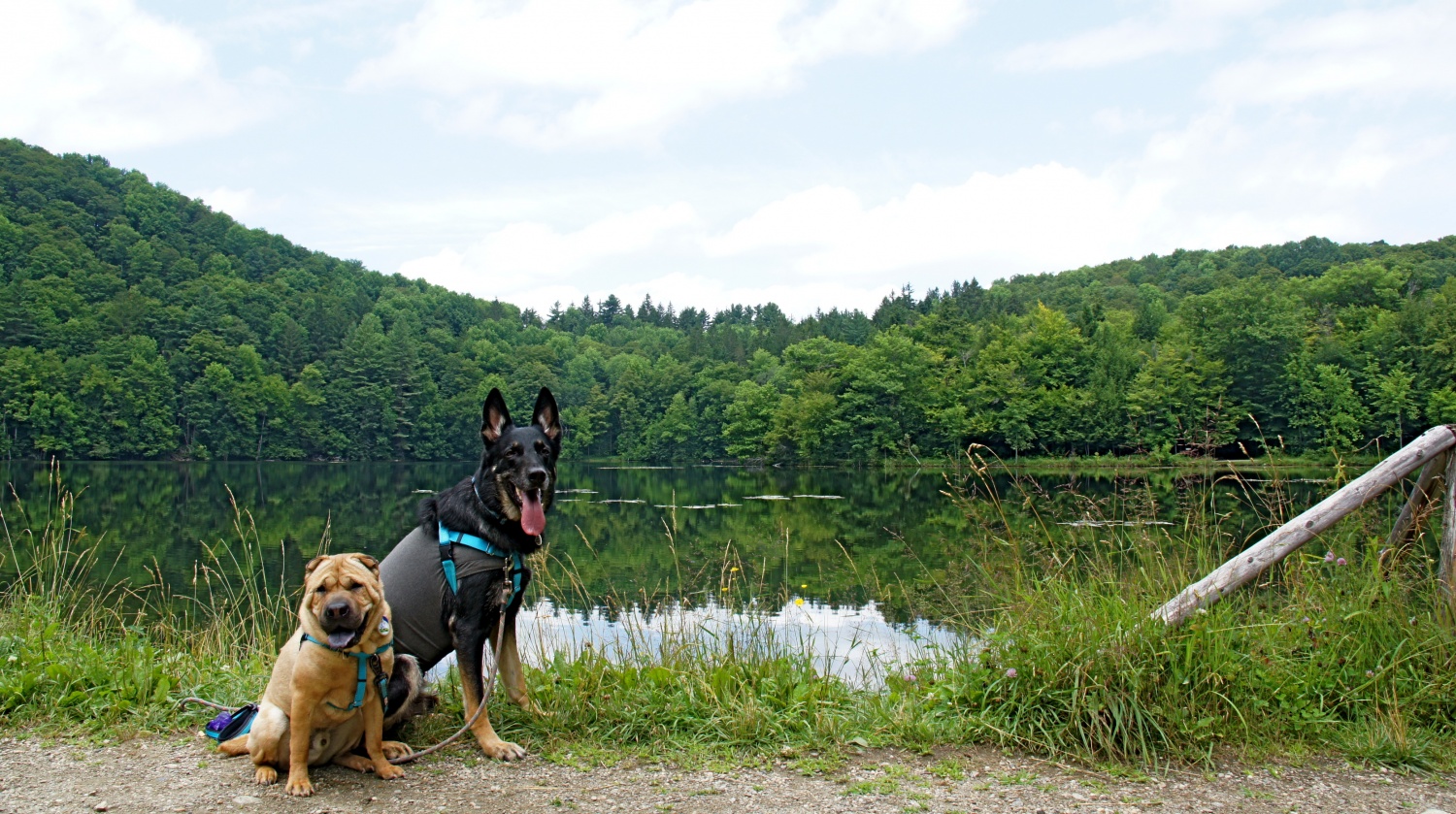 Ty and Buster at Marsh-Billings-Rockefeller Park - Woodstock, VT