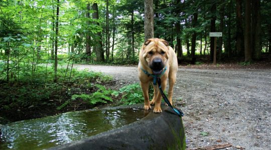 Ty at Marsh-Billings-Rockefeller Park - Woodstock, VT