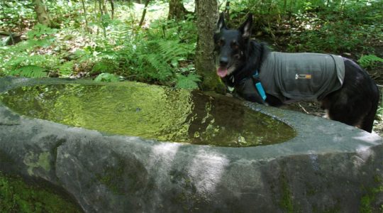 Buster at Marsh-Billings-Rockefeller Park - Woodstock, VT