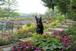 Black German Shepherd at pet friendly Topnotch Resort and Spa in Stowe, VT