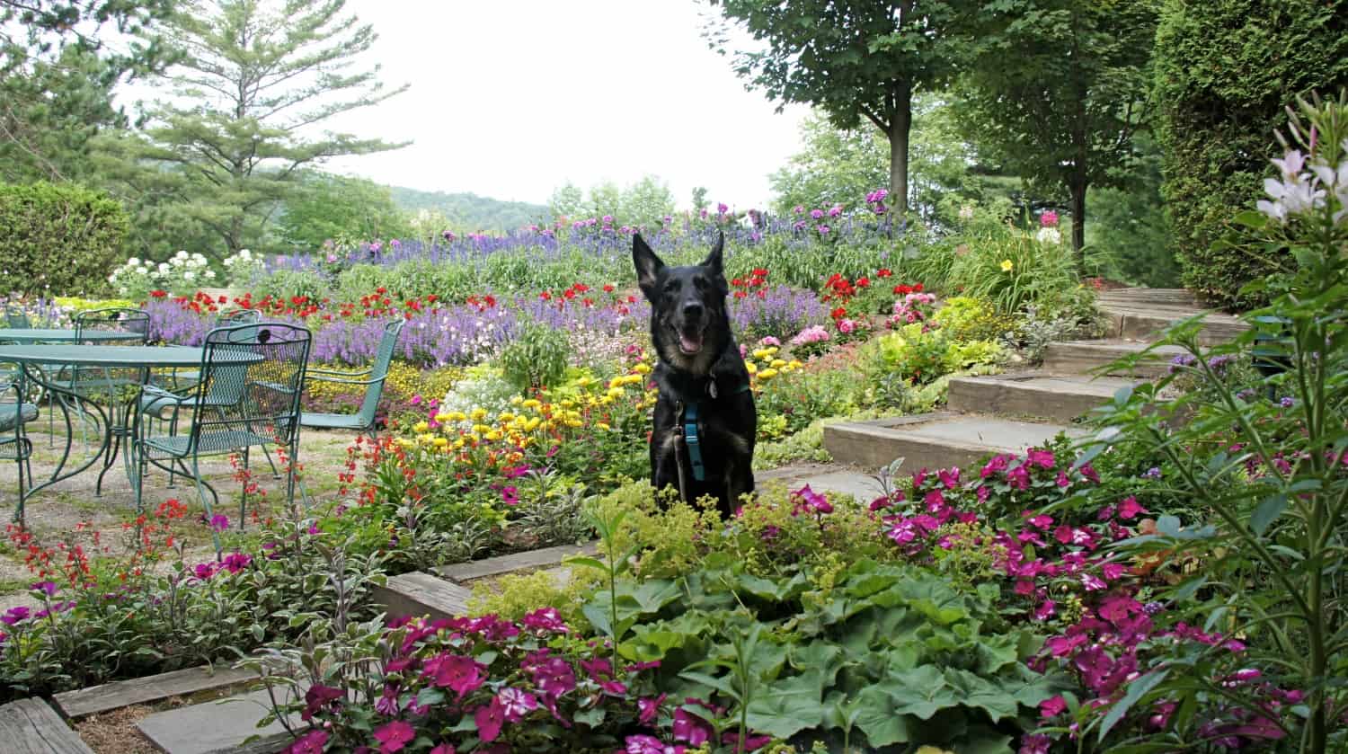 Guide To Pet Friendly Stowe, Vermont