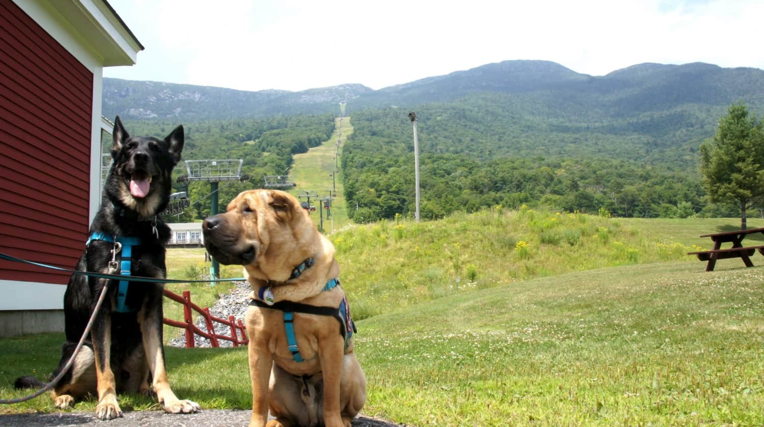 Black German shepherd and tan Shar-pei dogs at the pet friendly Gondola Ride in Stowe, VT