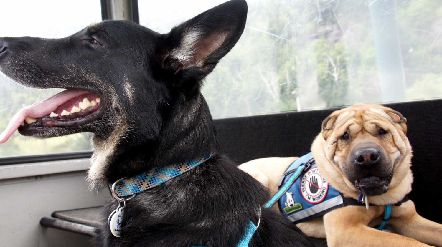 Black German shepherd and tan Shar-pei dogs on the pet friendly Gondola Ride in Stowe, VT