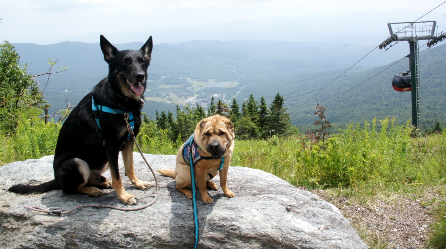 Black German shepherd and tan Shar-pei dogs at the top of the pet friendly Gondola Ride in Stowe, VT