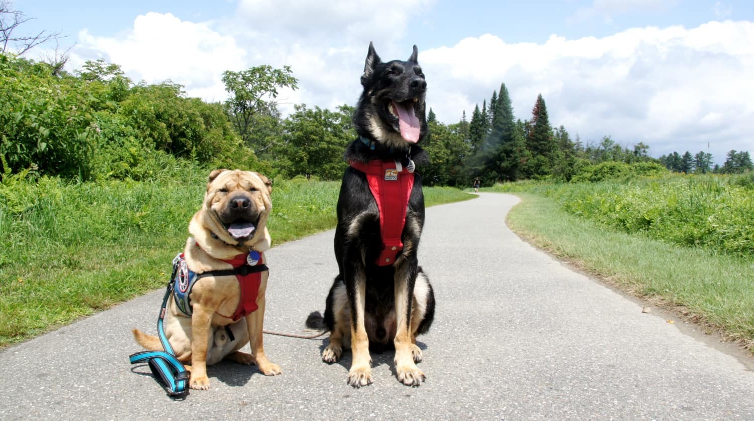 Happy Shar-pei and German shepherd dogs on the pet friendly Stowe Recreational Path in Stowe, VT