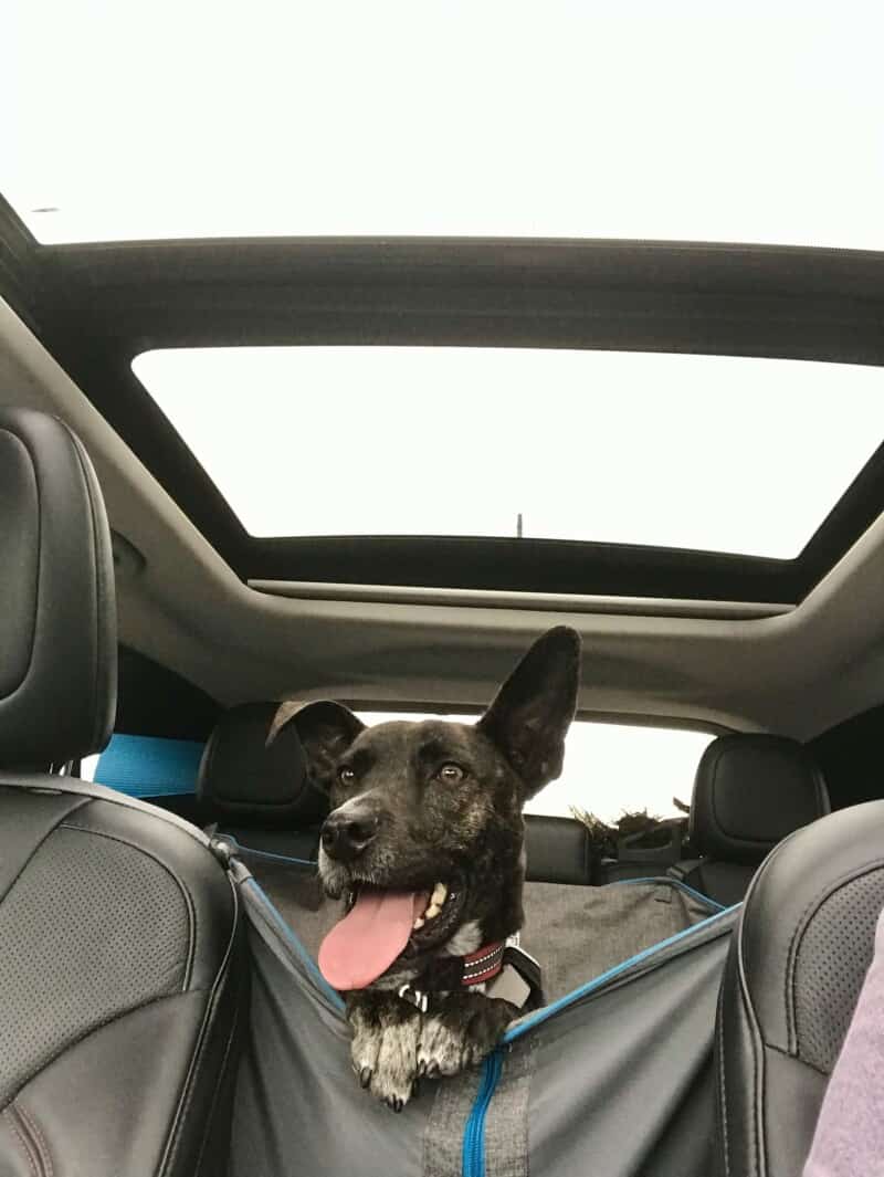 brindle dog in car